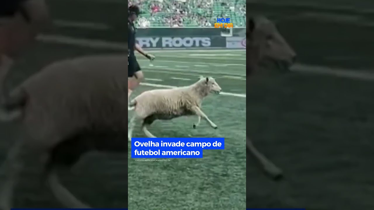 No Canadá, jogo de futebol americano sai da normalidade quando uma ovelha  invade o campo #HojeEmDia 