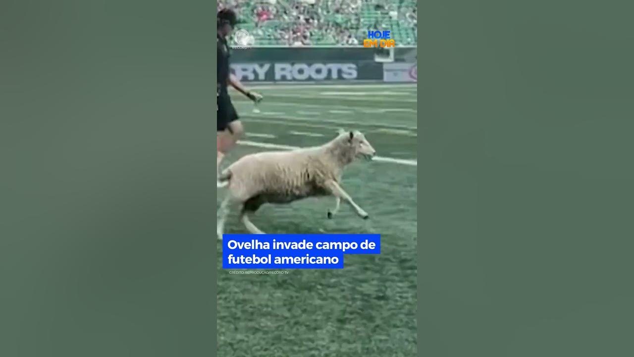 No Canadá, jogo de futebol americano sai da normalidade quando uma ovelha  invade o campo #HojeEmDia 