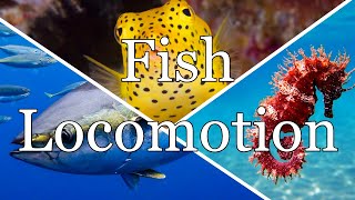 Fish Body Form Diversity & Locomotion