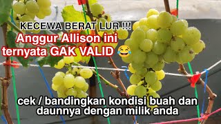Anggur Allison Saya Ternyata Gak Valid