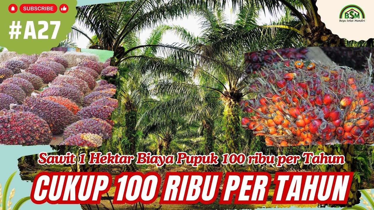 Sawit 1 Hektar Biaya Pupuk 100 ribu per Tahun
