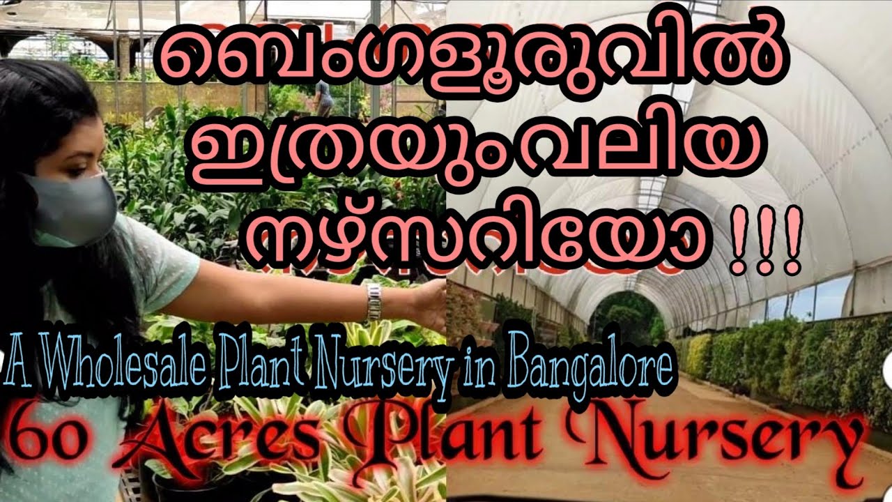 Biggest Plant Nursery in BangaloreKrishnendra Nursery TourWholesale