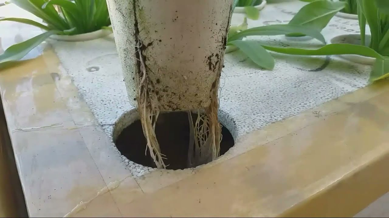 SNAP HYDROPONICS COMMON MISTAKES