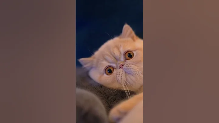 Video 11640421: cat exotic shorthair kitten, siberian cat kitten, fluffy siberian cat, cat exoticshorthair, hilarious cat playing, laugh cats hilarious, kitten miss