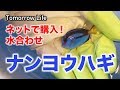 ナンヨウハギをネットで購入！水合わせしました！
