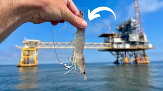 Free Lining LIVE Shrimp At The Rigs To Catch These Tasty Fish! screenshot 5