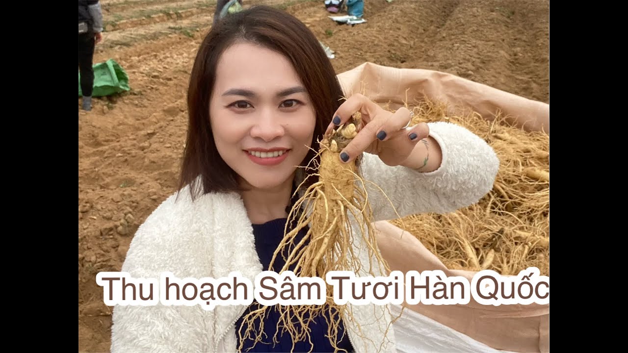 Thu hoạch ruộng SÂM TƯƠI Hàn Quốc | Minh Thanh - Sâm Hàn Quốc Ông Lee
