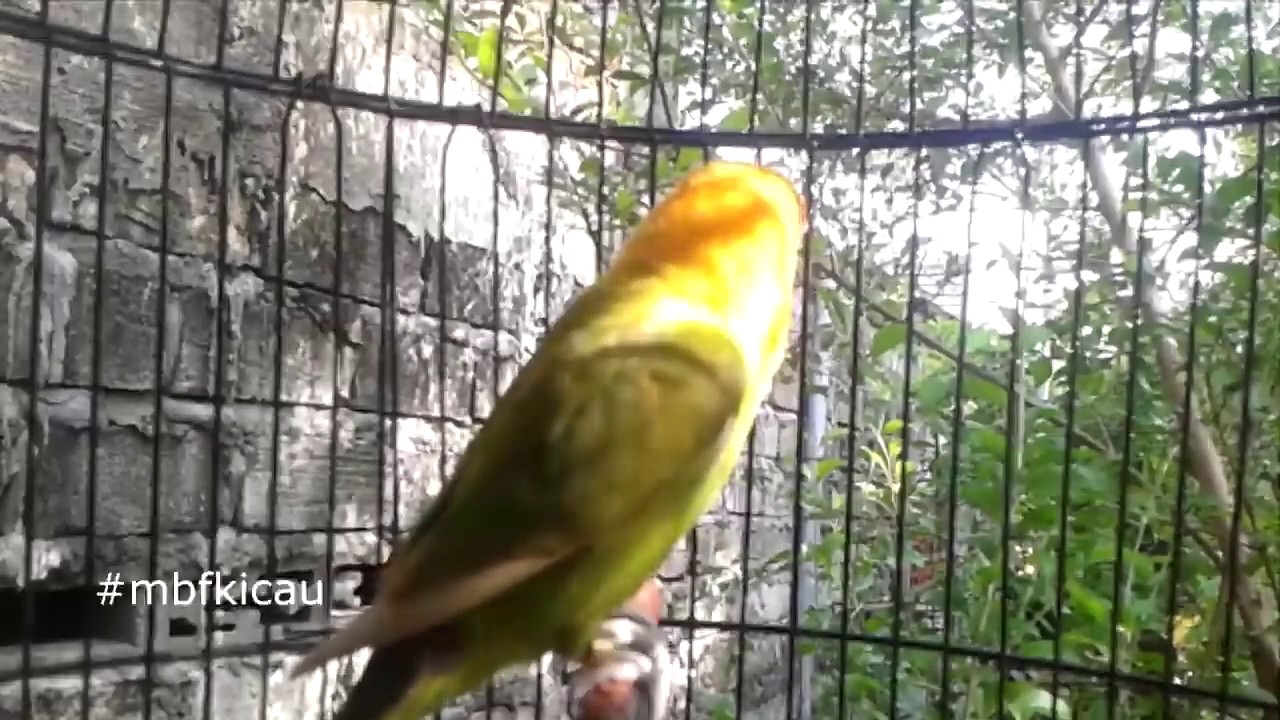 MEMANCING LOVEBIRD PAUD MUDA USIA 3 BULAN MENJADI FIGHTER, GUNAKAN