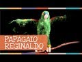 Palavra Cantada | Papagaio Reginaldo