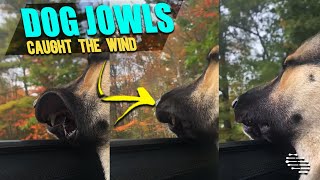 Dog Discovered the Sunroof as His Jowls Caught the Wind and Flapped Aggressively