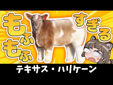 【え?】なぜ牛がこんなモフモフになるのか、理由を知ってますか?【テキサス・トルネード】