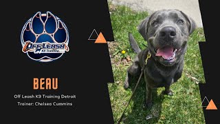 Taming the Charcoal Tornado | 10 month old Charcoal Labrador | BEAU | 2 Week Transformation