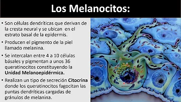 ¿Cuál es la función de los melanocitos?