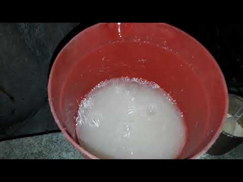 Video Cách nuôi bobo đơn giản tại nhà - Tấn Sang Trần - youtube