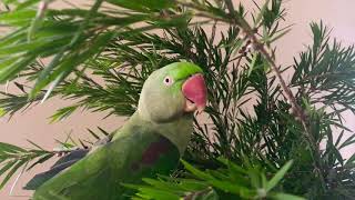 Bottle Brush plant is great for your parrot to chew