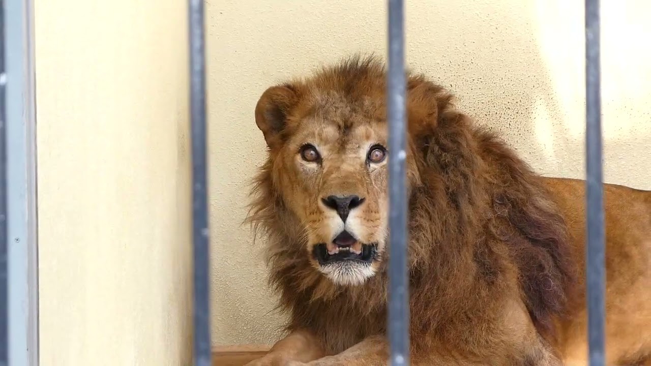 ライオンページ YouTube