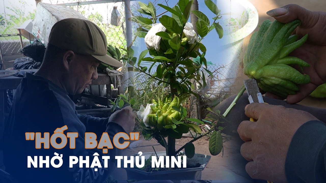 Hốt bạc nhờ phật thủ mini công phu từ chiết cây, ghép quả đến cách chơi