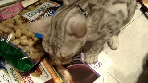 Watch the video about Simba the crazy snow leopard bengal cat movie Torrington, CT