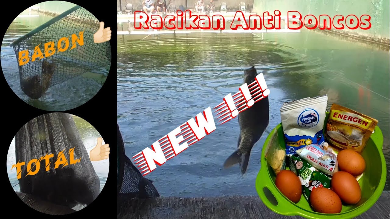 Racikan Umpan Ikan Mas Anti Boncos ( NEW ) 