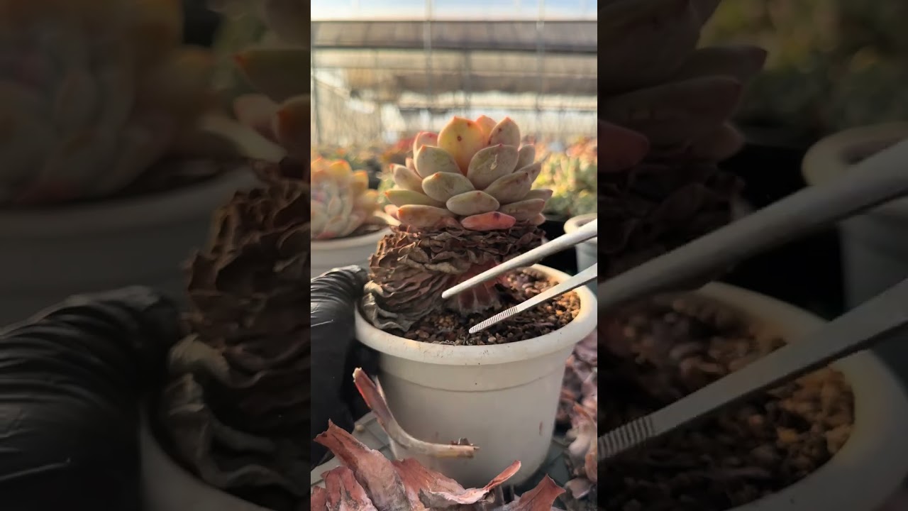 第一片枯叶是最难撸，当第一片撸下去，后面就会一片片瓦解#多肉 #解压 #老桩