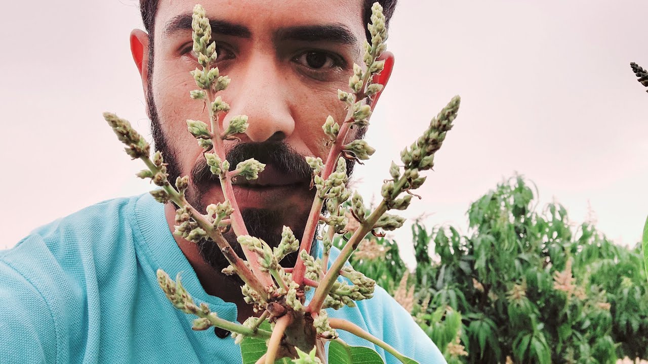 مشهد جميل لنتائج تقليم التزهير في مانجو الناعومي 🌷🥭🇪🇬