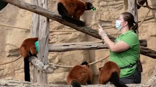 San Antonio Zoo Partnership