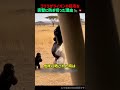 【ゴリラがライオンの猛攻を完璧に防ぎ切った理由】