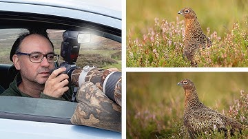 How To Use FILL FLASH For Bird Photography - But Do We Still Need To? (Canon Speedlite 580EXii & R6)