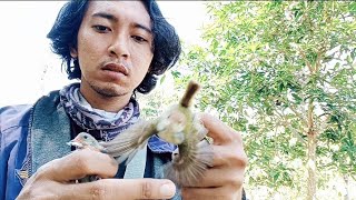 Pikat burung receh d kebun,dapat burung kemade & prenjak lumut