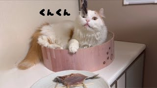 おっとり猫の日常です♪虫にソフトタッチでお魚を見たら固まっちゃいました（笑） by むーちゃん猫とごきげんな毎日 54 views 9 hours ago 3 minutes, 13 seconds