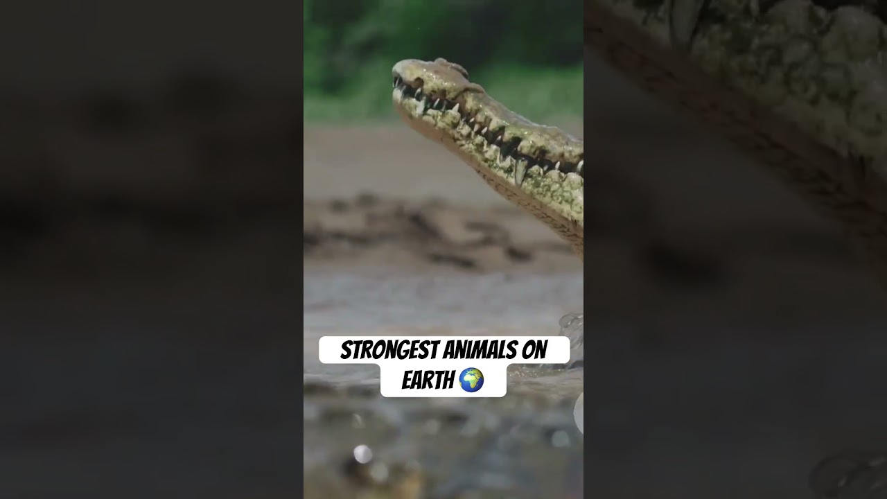 #StrongAnimals