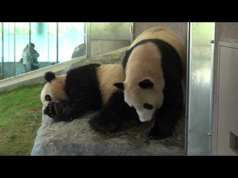 『PANDA LOVE』でも、仲良し♪  海浜君＆陽浜ちゃん  和歌山　Ａ.Ｗ.Ｓ