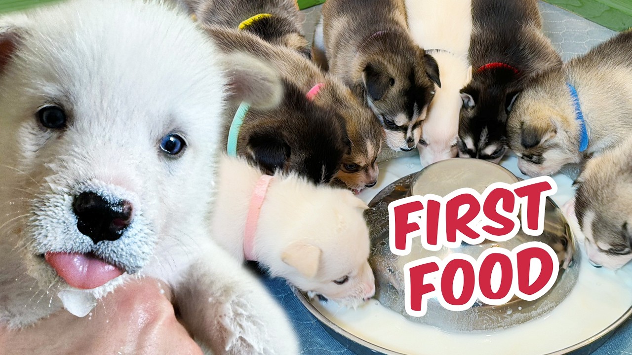 Rescue Puppies Eat For The First Time! - YouTube