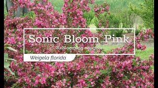 30 Seconds with Sonic Bloom® Pink Reblooming Weigela