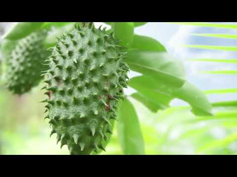 TKO Farms, Ltd. to be World&rsquo;s Largest Soursop Grower- MoneyTV with Donald Baillargeon