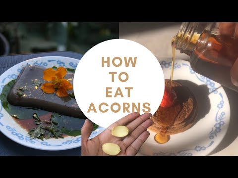 HOW TO EAT ACORNS - A COMPILATION 🐿