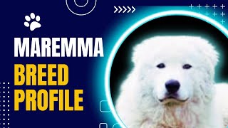 Maremma Sheepdog Breed Profile FACTS about This Amazing Breed. screenshot 2