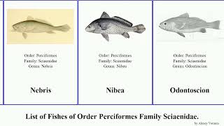 Fishes of Order Perciformes Family Sciaenidae argyrosomus croaker johnius drum banded yellowtail