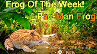 Frog Of The Week: Pac-Man Frog