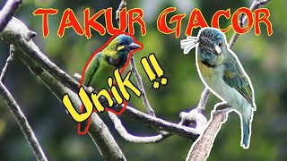 Burung Takur Gacor, unik!!