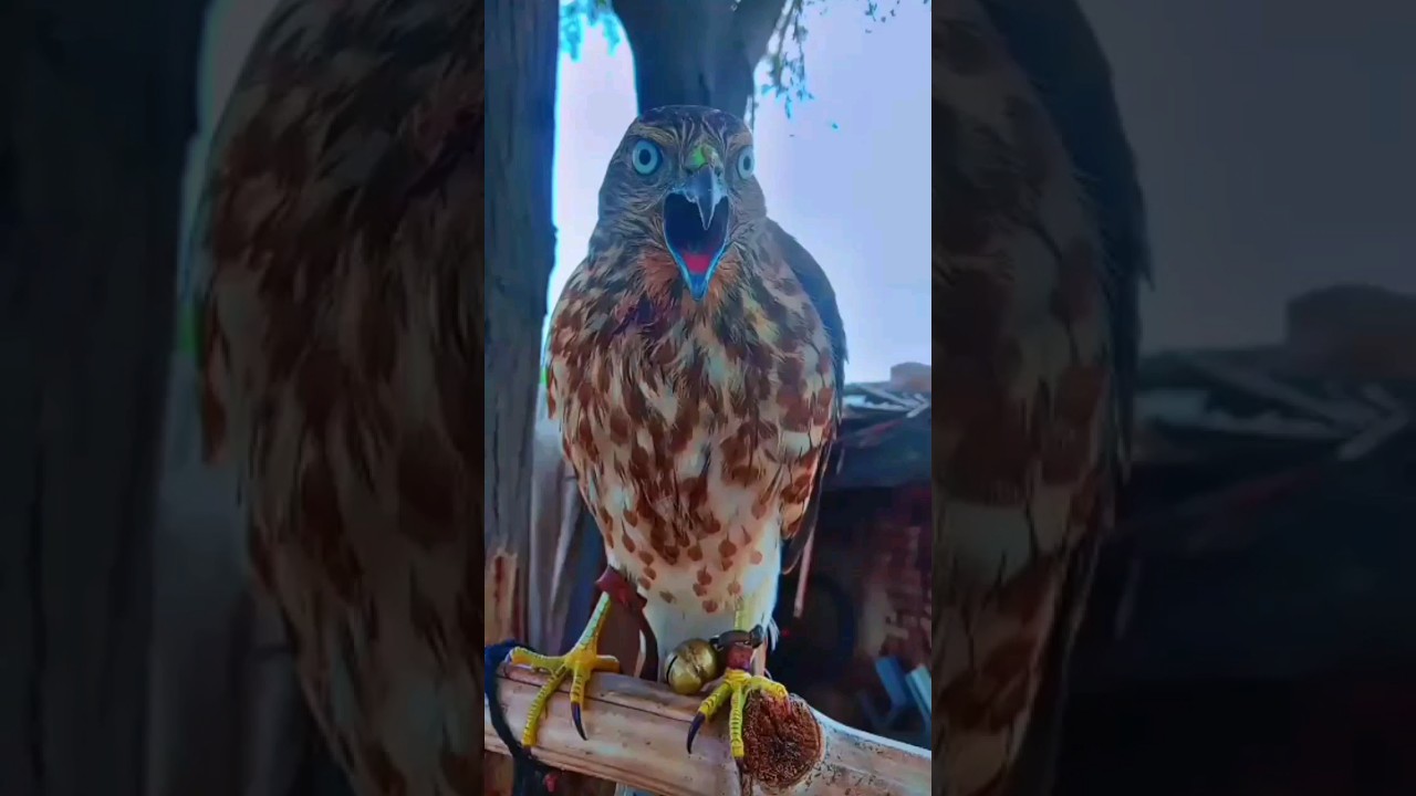 shikra calling sound 