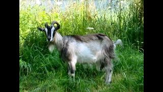 видео: Завел коз картинка: Завел коз