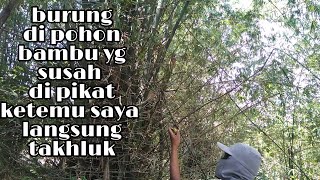 kata siapa burung sogon di pohon bambu susah di pikat . ketemu saya lansung saya libas aja