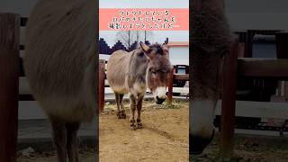 ウトウトしているロバのチヒロちゃんを撮影しようとしたけど… #東武動物公園 #動物 #癒し #かわいい #animals #可愛い #zoo #ロバ #チヒロ
