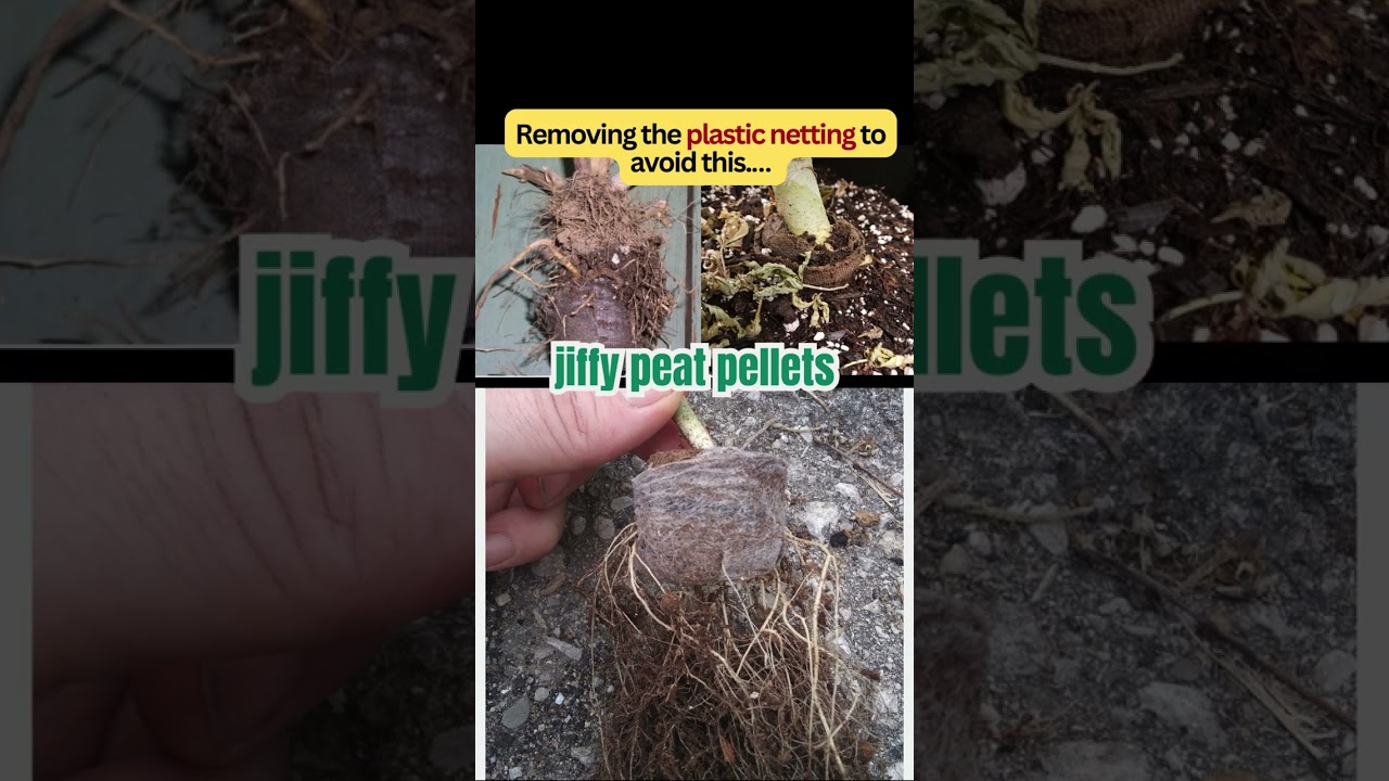Growing in Jiffy Peat Pellets? Avoid this garden mistake! 