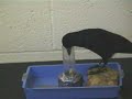 Vogeltjes zijn wel slim