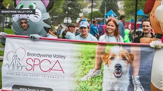 Brandywine Valley SPCA holding a spring fundraising event ‘Walk for Paws’