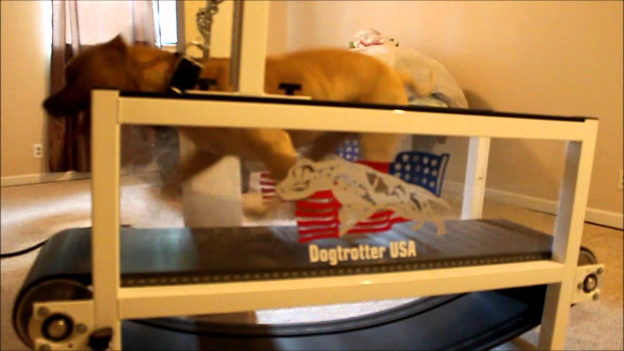 Dog Trotter Movie YouTube