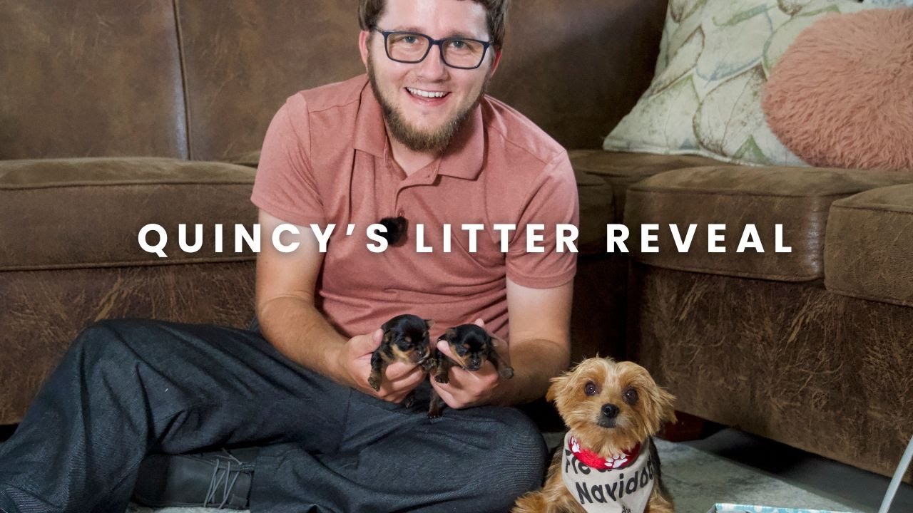 Quincy's Yorkie Puppies at Pintsize Darlings | Litter Reveal!