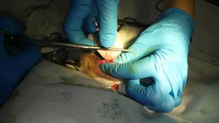 castration of male (dog). Кастрация кобеля(кастрация кобеля., 2015-10-02T02:52:00.000Z)